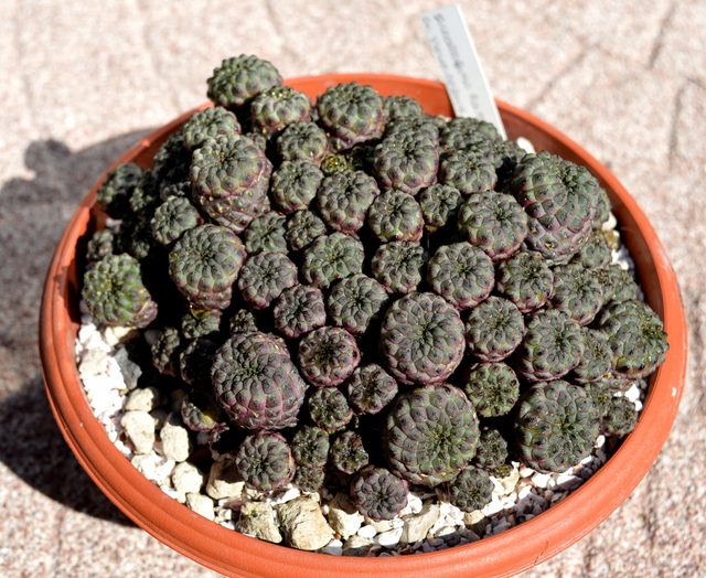 Sulcorebutia Cactussen2015