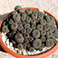 Sulcorebutia - Cactussen2015