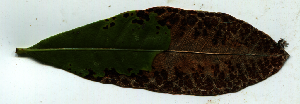 best leaf004 RAW