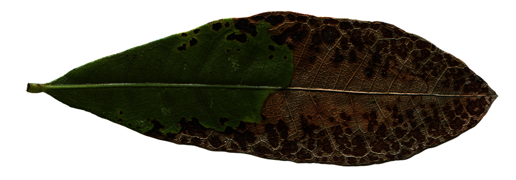 best leaf cleaned up copy RAW