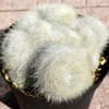 Rebutia Albipilosa - Cactussen2015