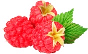 raspberry ketone pills Bioactive Raspberry