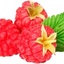 raspberry ketone pills - Bioactive Raspberry