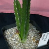 P1010805 - cactus