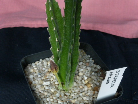 P1010805 cactus