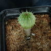 P1010831 - cactus