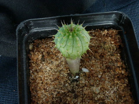P1010831 cactus
