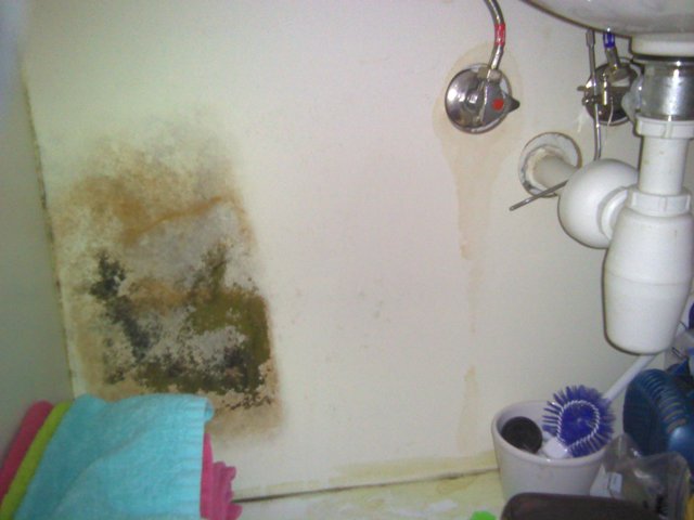 wall mold Leak Dtech Dubai