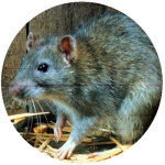 Pest exterminator Solutions Pest Control