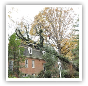 tree removal richmond va Ridgeline Tree Service