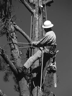 south jersey tree pruning Bumblebee Tree Service & Landscape Design LLC