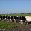 Koeien Tweederdeweg-BorderM... - 2015