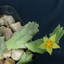 P1010908 - cactus