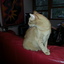 20151021 173939 - cats