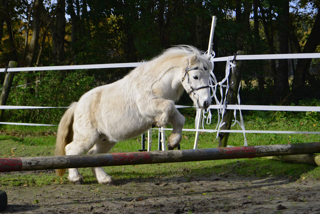 pluk3 balingehofforum