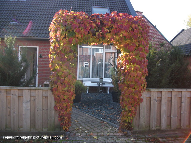 Tuin - Pergola 28-10-15 1 In de tuin 2015