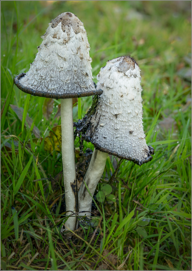 Geschubde Inktzwam - 