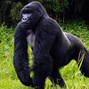 Gorilla Trekking Safaris in... -  Uganda Safari Experts