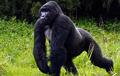 Gorilla Trekking Safaris in Uganda  Uganda Safari Experts