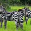 Tour to Uganda Safari -  Uganda Safari Experts