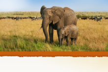 Uganda Tours - Anonymous
