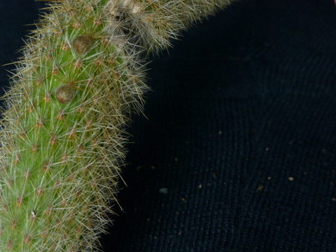 P1010940 cactus