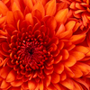 Chrysanthemum - Crunching Six-Pack Abdominal