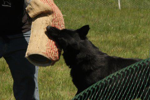dog training hudson valley Dog Training Beyond, LLC