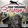 dog training poughkeepsie - Dog Training Beyond, LLC