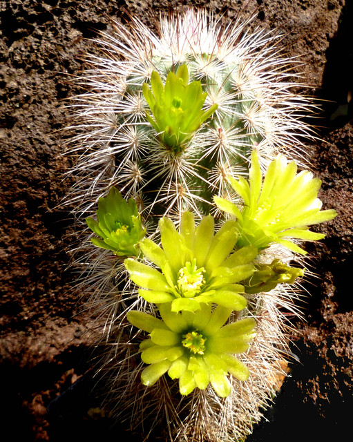 Echinocereus var. canus Cactussen2015