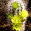 Echinocereus var. canus - Cactussen2015