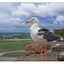 Mont Saint-Michel Gull - France