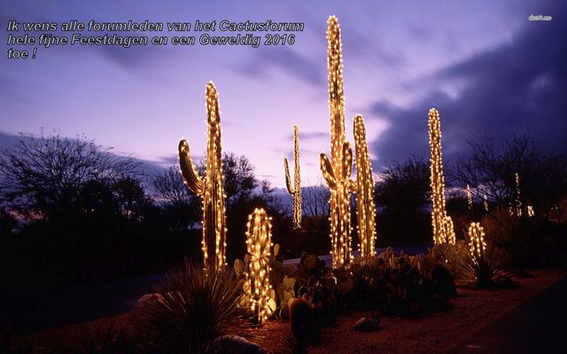cactus Cactussen2015