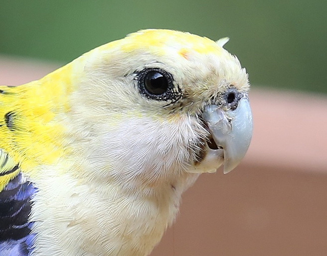 24068289506 78b415b1c8 z - 