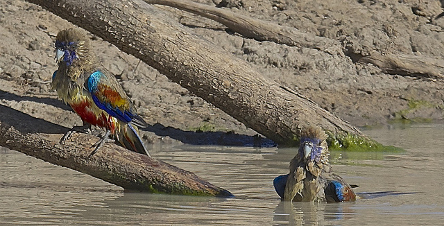 23772126109 7dab05a393 z - 