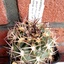acantha2 - Cactussen2015