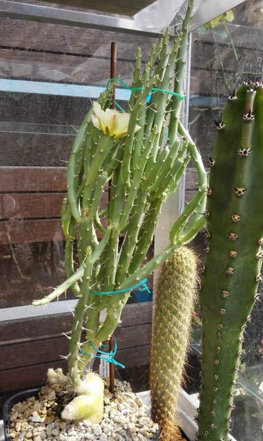Opuntia Cactussen2015
