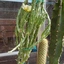 Opuntia - Cactussen2015