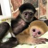 12357822 934256496653753 17... - Zoological Wildlife Foundation