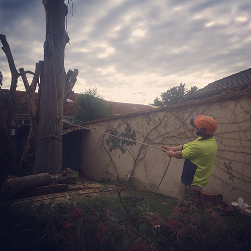 Tree lopping Picture Box