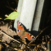 vlinder1 - balingehofforum