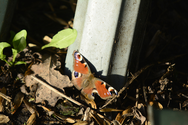 vlinder1 balingehofforum