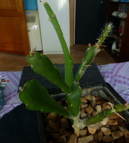 P1010950 cactus