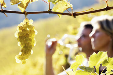 rhone-valley-wine-tour-from-avignon-chateauneuf-du Janasseâ€™s Terre Dâ€™Argile