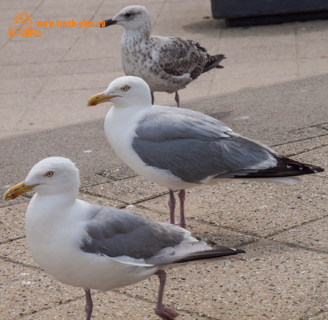 Scheveningen 2015, powered by www.truck-pics Scheveningen, Den Haag, 2014