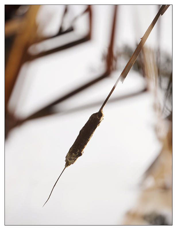 Hawk Glen Reeds 2016 02 Nature Images