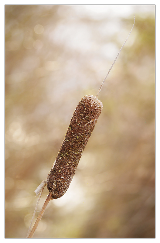 Hawk Glen Reeds 2016 03 Nature Images