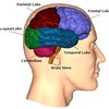 brainlobesmap - Picture Box