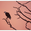 Eagle Sunset 2016 1 - Wildlife