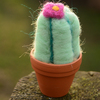 cactus3 - balingehofforum